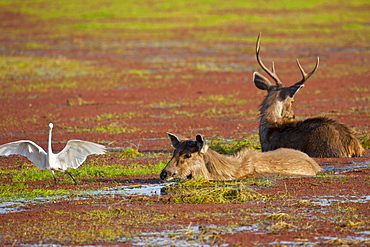 Indian Sambar, Rusa unicolor, male and female deer in Rajbagh Lake in Ranthambhore National Park, Rajasthan, India