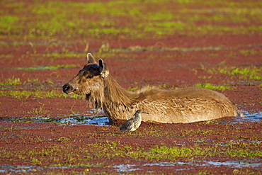 Indian Sambar deer, Rusa unicolor, and Indian Pond Heron in Rajbagh Lake in Ranthambhore National Park, Rajasthan, India