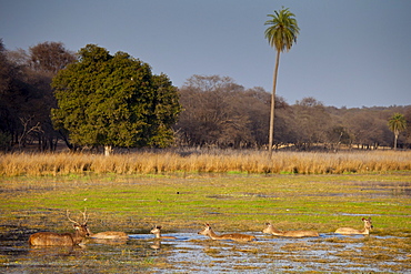 Indian Sambar, Rusa unicolor, male and female deer in Rajbagh Lake in Ranthambhore National Park, Rajasthan, India