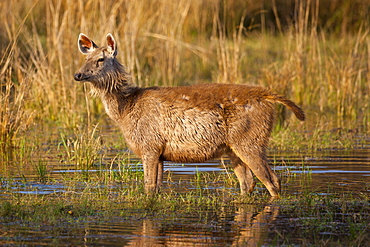 Indian Sambar, Rusa unicolor, female deer in Rajbagh Lake in Ranthambhore National Park, Rajasthan, India