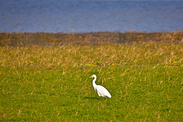 Cattle egret bird (Bubulcus ibis) in Ranthambhore National Park, Rajasthan, Northern India