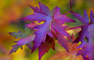 Maple leaves in autumn in England