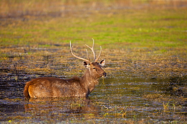 Indian Sambar, Rusa unicolor, male deer in Rajbagh Lake in Ranthambhore National Park, Rajasthan, India