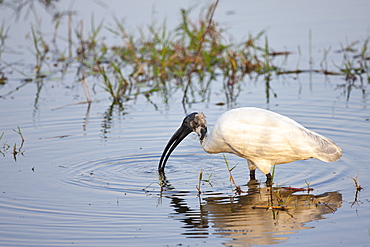 Black-Headed Ibis, Threskiornis melanocephalus, feeding in Ranthambhore National Park, Rajasthan, Northern India