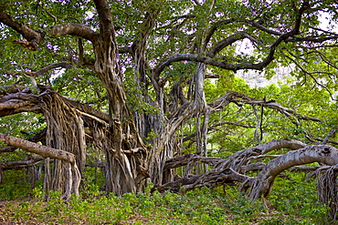 Ancient 700 year old Banyan Trees in Ranthambhore National Park, Rajasthan, Northern India