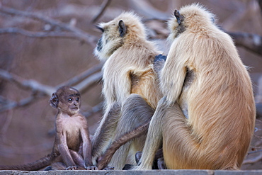 Indian Langur monkeys, Presbytis entellus, in Ranthambore National Park, Rajasthan, India