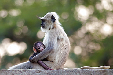 Indian Langur monkeys, Presbytis entellus, female and baby in Ranthambore National Park, Rajasthan, India