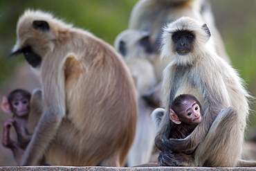 Indian Langur monkeys, Presbytis entellus, in Ranthambore National Park, Rajasthan, India