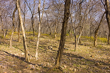 Leafless Dhok trees, Anogeissus pendula, in deciduous forest at Ranthambhore National Park, Rajasthan, Northern India