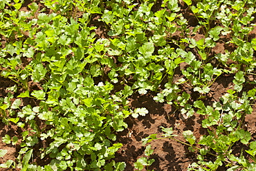 Coriander herb growing at farm smallholding at Sawai Madhopur near Ranthambore in Rajasthan, India