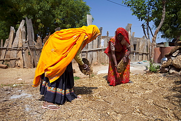 Indian woman villagers drying cow dung for cooking fuel at Kutalpura Village in Rajasthan, Northern India