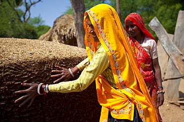 Indian woman villagers patting cow dung mound for cooking fuel at Kutalpura Village in Rajasthan, Northern India