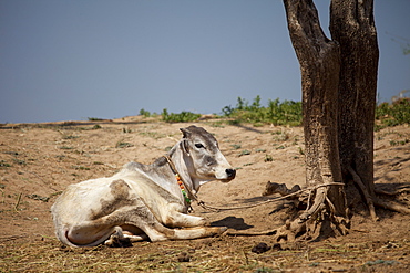 Indian cow tethered for milk at farm smallholding at Kutalpura Village in Rajasthan, Northern India