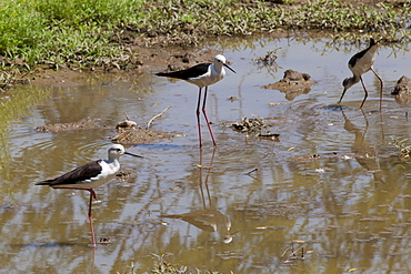 Black Winged Stilts, Himantopus himantopus, in water hole at Kutalpura Village in Rajasthan, Northern India