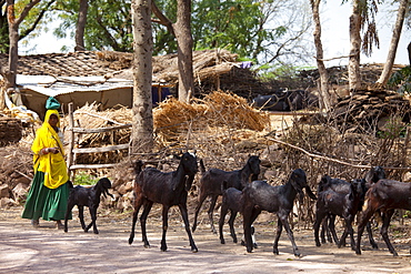 Indian woman with herd of goats at farm smallholding at Kutalpura Village in Rajasthan, Northern India