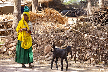 Indian woman with goat at farm smallholding at Kutalpura Village in Rajasthan, Northern India