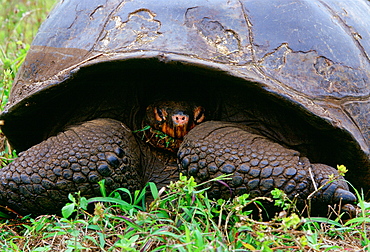 Giant tortoise feeding on leaves on the Galapagos Islands