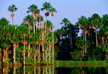 Lake Sandoval in the protected reserve zone Tambo Pata, Peruvian Rain Forest, South America