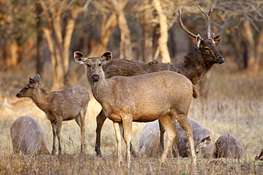 Indian Sambar, Rusa unicolor, deer herd in Ranthambhore National Park, Rajasthan, India