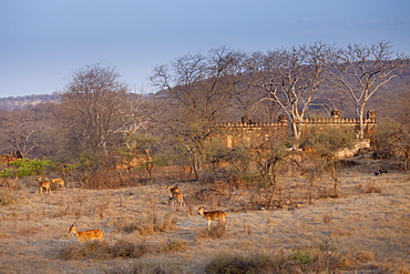 Spotted deer,  Axis axis, (Chital), by ruins of mosque in Ranthambhore National Park, Rajasthan, India