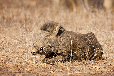 Wild boar, Sus scrofa, in Ranthambhore National Park, Rajasthan, India