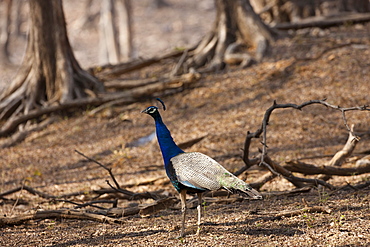 Peacock, national bird of India, Indian Pavo, in Ranthambhore National Park, Rajasthan, Northern India