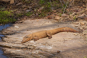 Indian marsh crocodile, Crocodylus palustris, young Swamp Crocodile in Ranthambhore National Park, Rajasthan, Northern India