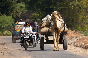 Indian men on motorbikes and camel cart in Sawai Madhopur in Rajasthan, Northern India