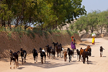 Indian woman with herd of goats at Sawai Madhopur in Rajasthan, Northern India