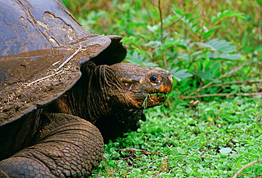 Giant tortoise feeding on leaves on the Galapagos Islands