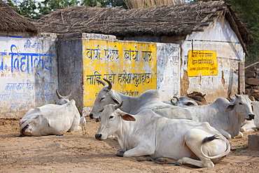 Bull among herd of cattle at Jhupidiya Village in Sawai Madhopur, Rajasthan, Northern India