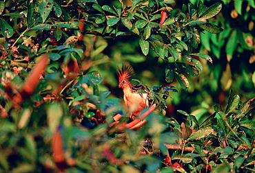 Hoatzin birds at Lake Sandova, Peruvian Rainforest, South America