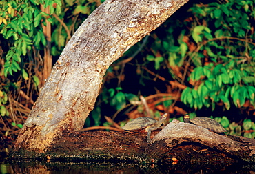 Pair of Yellow Spot Signet Turtles on  log in Lake Sandoval Peruvian Rainforest, South America