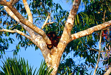 Red Howler monkeys in the fork of a tree at Lake Sandoval , Peruvian Rainforest, South America