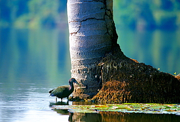 Ibis Bird on Lake Sandoval, Peruvian Rainforest, South America