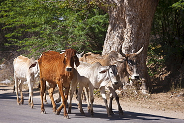 Sacred cows on the move walking along the highway in Jaipur, Rajasthan, Northern India