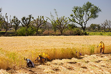 Barley crop being harvested by local agricultural workers in fields at Nimaj, Rajasthan, Northern India