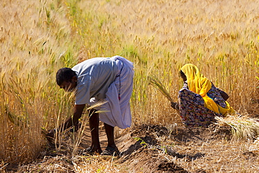 Barley crop being harvested by local agricultural workers in fields at Nimaj, Rajasthan, Northern India