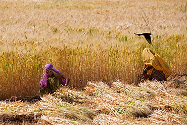 Barley crop being harvested by local agricultural workers in fields at Nimaj, Rajasthan, Northern India