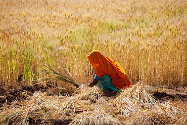 Barley crop being harvested by local agricultural workers in fields at Nimaj, Rajasthan, Northern India