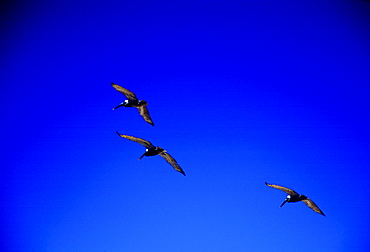 Three Brown Pelican birds  in flight in deep blue sky, Galapagos Islands, Ecuador