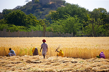 Barley crop being harvested by local agricultural workers watched by farmer in fields at Nimaj, Rajasthan, Northern India