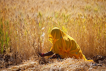 Barley crop being harvested by local agricultural worker in fields at Nimaj, Rajasthan, Northern India