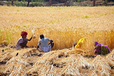 Barley crop being harvested by local agricultural workers and the farmer wearing turban in fields at Nimaj, Rajasthan, Northern India