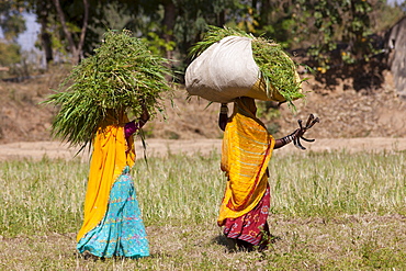 Lucerne crop being carried for animal forage by local agricultural workers in fields at Nimaj, Rajasthan, Northern India