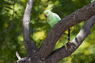 Indian Rose-Ringed Parakeet, Psittacula krameri, on tree branch in village of Nimaj, Rajasthan, Northern India