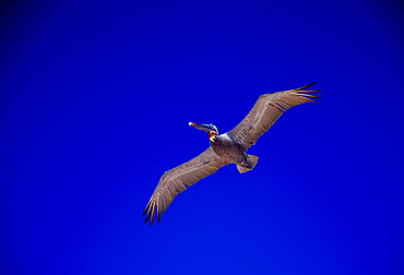 Brown Pelican bird in flight in clear blue sky, Galapagos Islands, Ecuador