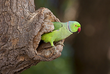 Indian Rose-Ringed Parakeet, Psittacula krameri, in tree hole in village of Nimaj, Rajasthan, Northern India