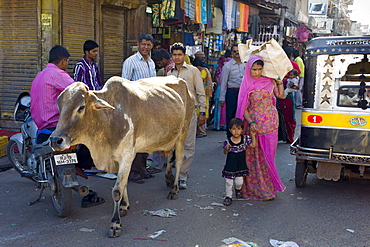 Crowded street scene cow roams among people at Sardar Market at Girdikot, Jodhpur, Rajasthan, Northern India