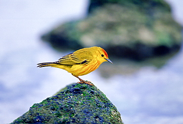 Yellow Warbler bird on rock, Santa Cruz, the Galapagos Islands, Ecuador